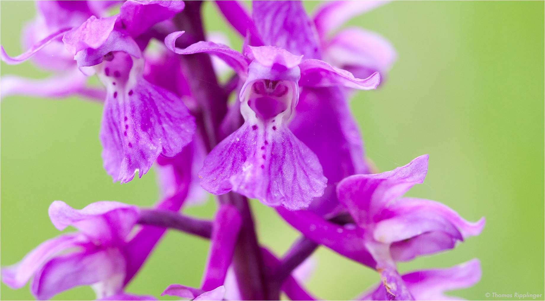 Männliches Knabenkraut (Orchis mascula)..