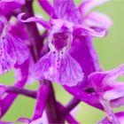 Männliches Knabenkraut (Orchis mascula)..