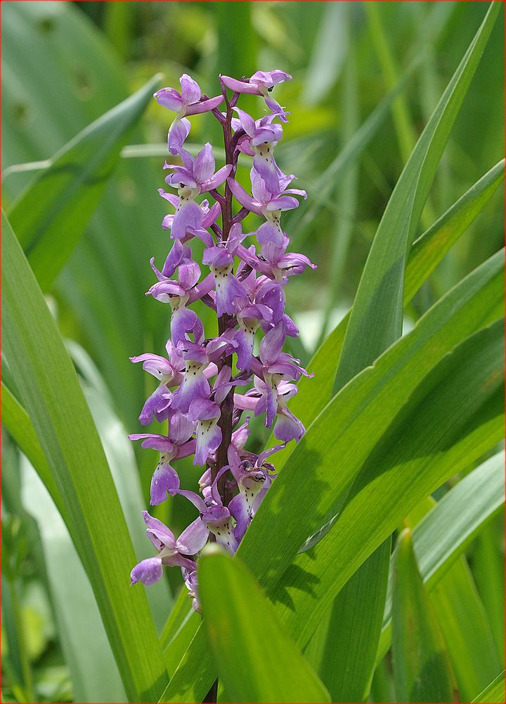 Männliches Knabenkraut - Orchis mascula