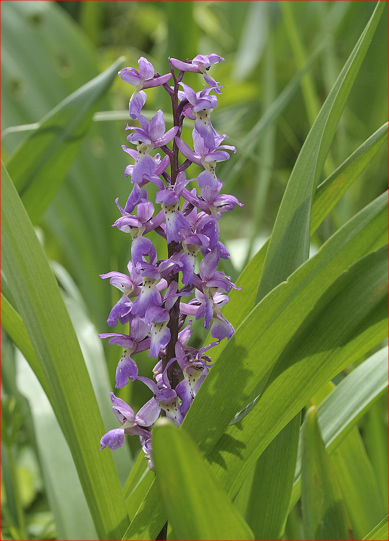 Männliches Knabenkraut - Orchis mascula