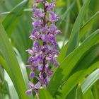 Männliches Knabenkraut - Orchis mascula