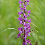 Männliches Knabenkraut (Orchis mascula) ...