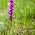 Männliches Knabenkraut (Orchis mascula)