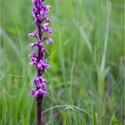 Männliches Knabenkraut (Orchis mascula)