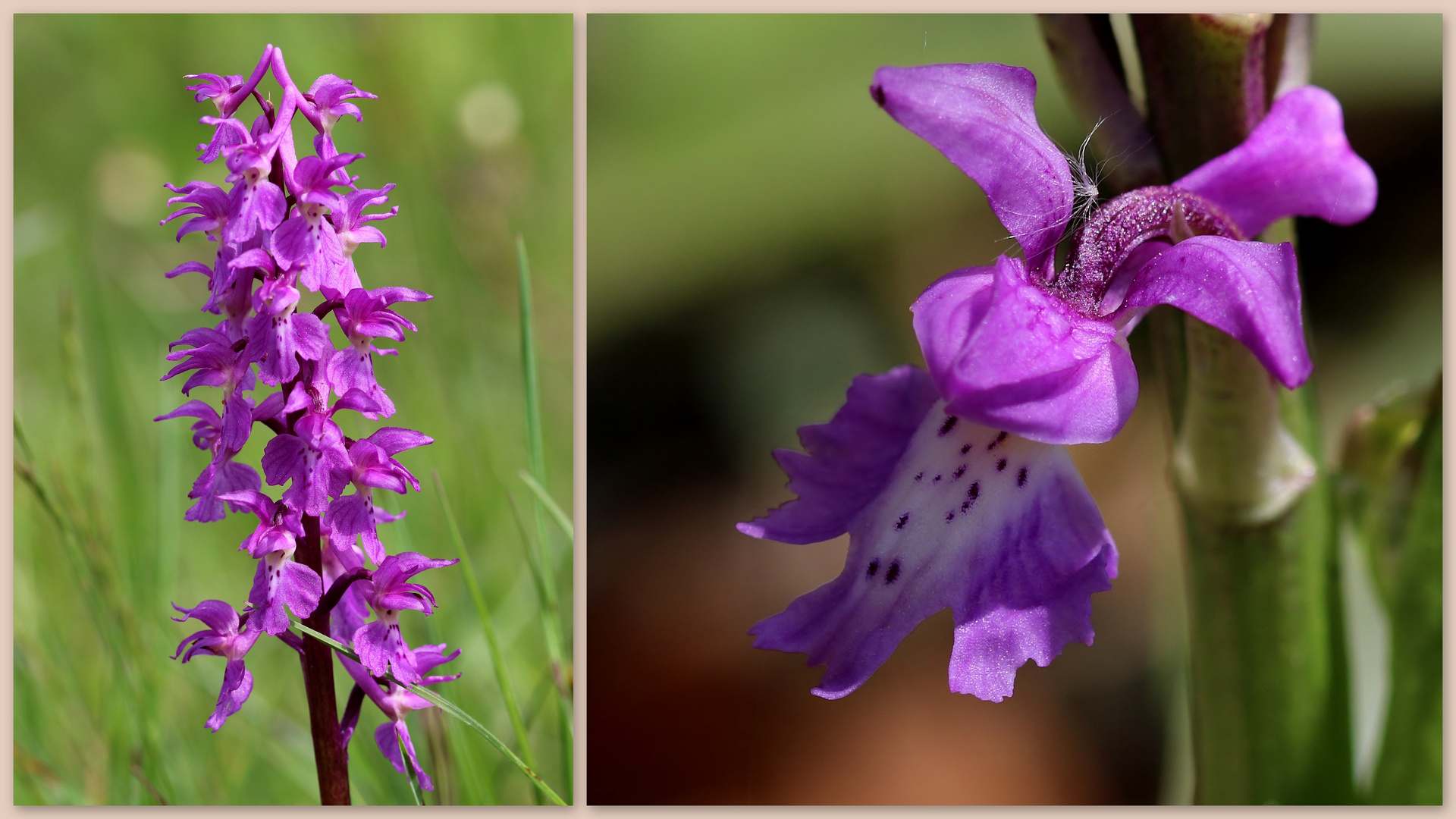 Männliches Knabenkraut (Orchis mascula).