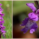 Männliches Knabenkraut (Orchis mascula).