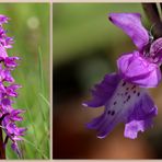 Männliches Knabenkraut (Orchis mascula).