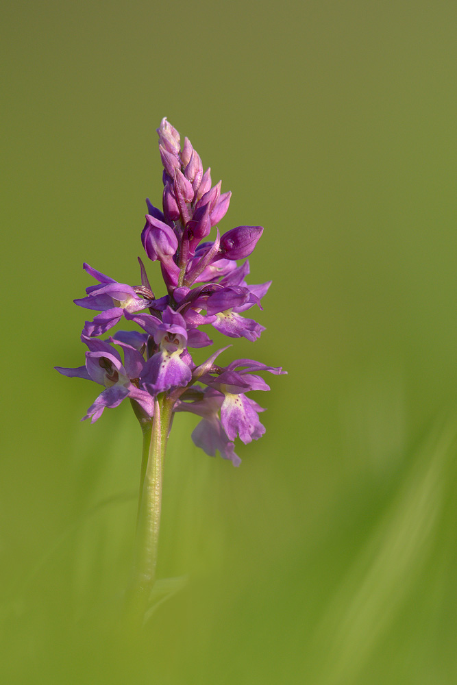 Männliches Knabenkraut (Orchis mascula)