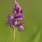 Männliches Knabenkraut (Orchis mascula)