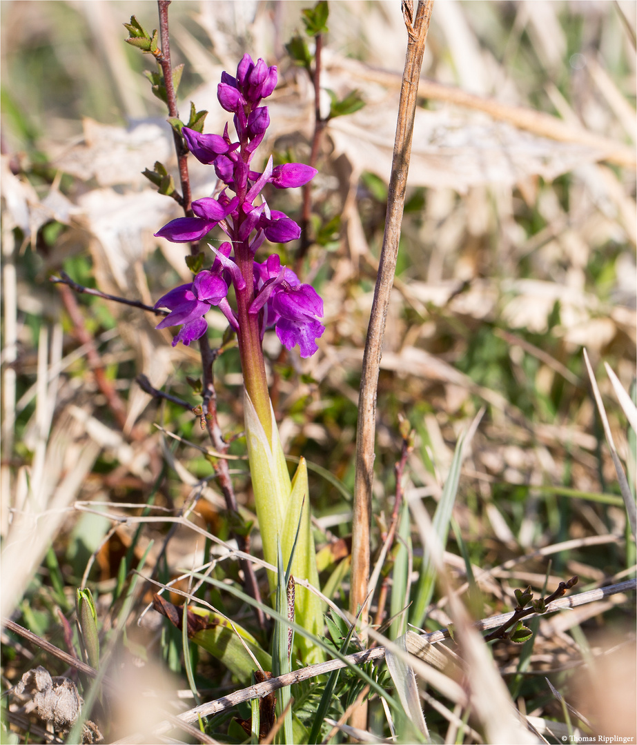 Männliches Knabenkraut (Orchis mascula)