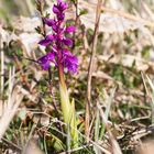 Männliches Knabenkraut (Orchis mascula)