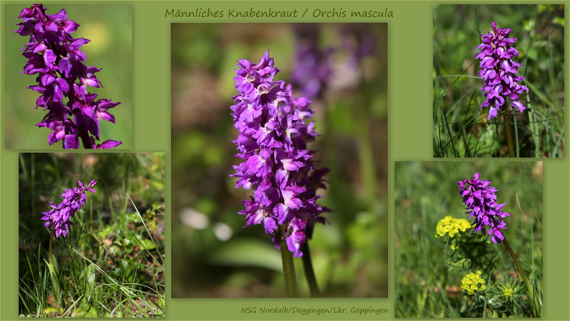 Männliches Knabenkraut (Orchis mascula).