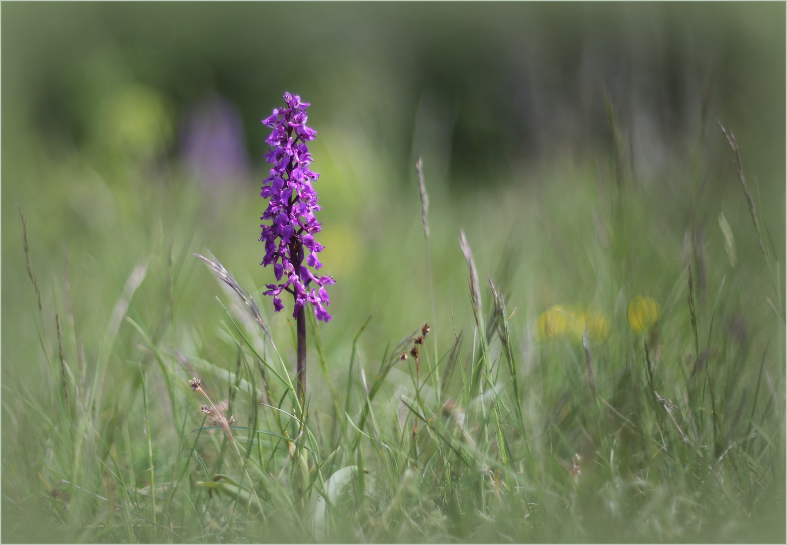 Männliches Knabenkraut (Orchis mascula). 