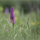 Männliches Knabenkraut (Orchis mascula). 