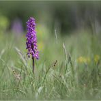 Männliches Knabenkraut (Orchis mascula). 