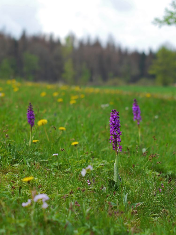 Männliches Knabenkraut (Orchis mascula)