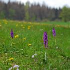 Männliches Knabenkraut (Orchis mascula)