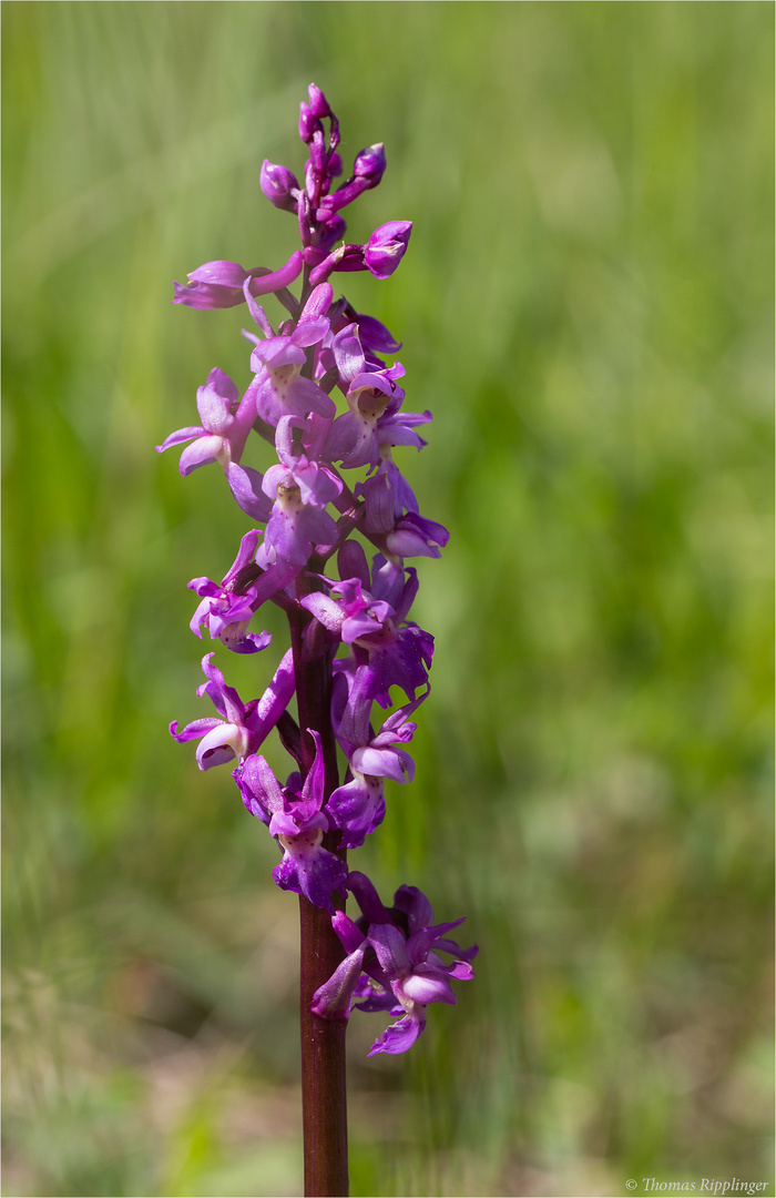 Männliches Knabenkraut (Orchis mascula) .