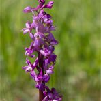 Männliches Knabenkraut (Orchis mascula) .