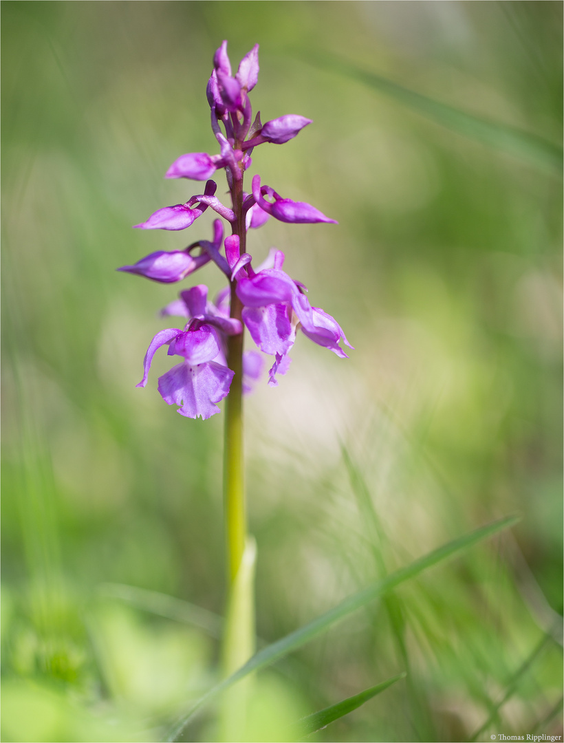 Männliches Knabenkraut (Orchis mascula)