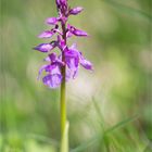 Männliches Knabenkraut (Orchis mascula)