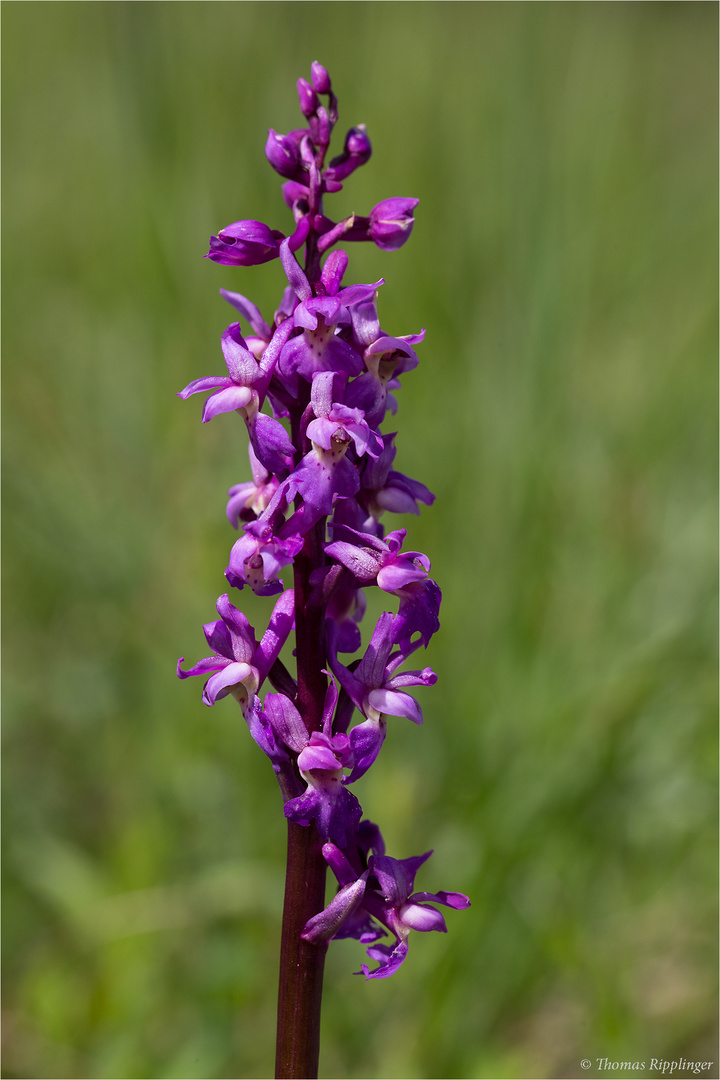 Männliches Knabenkraut (Orchis mascula) .........