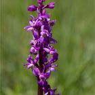 Männliches Knabenkraut (Orchis mascula) .........