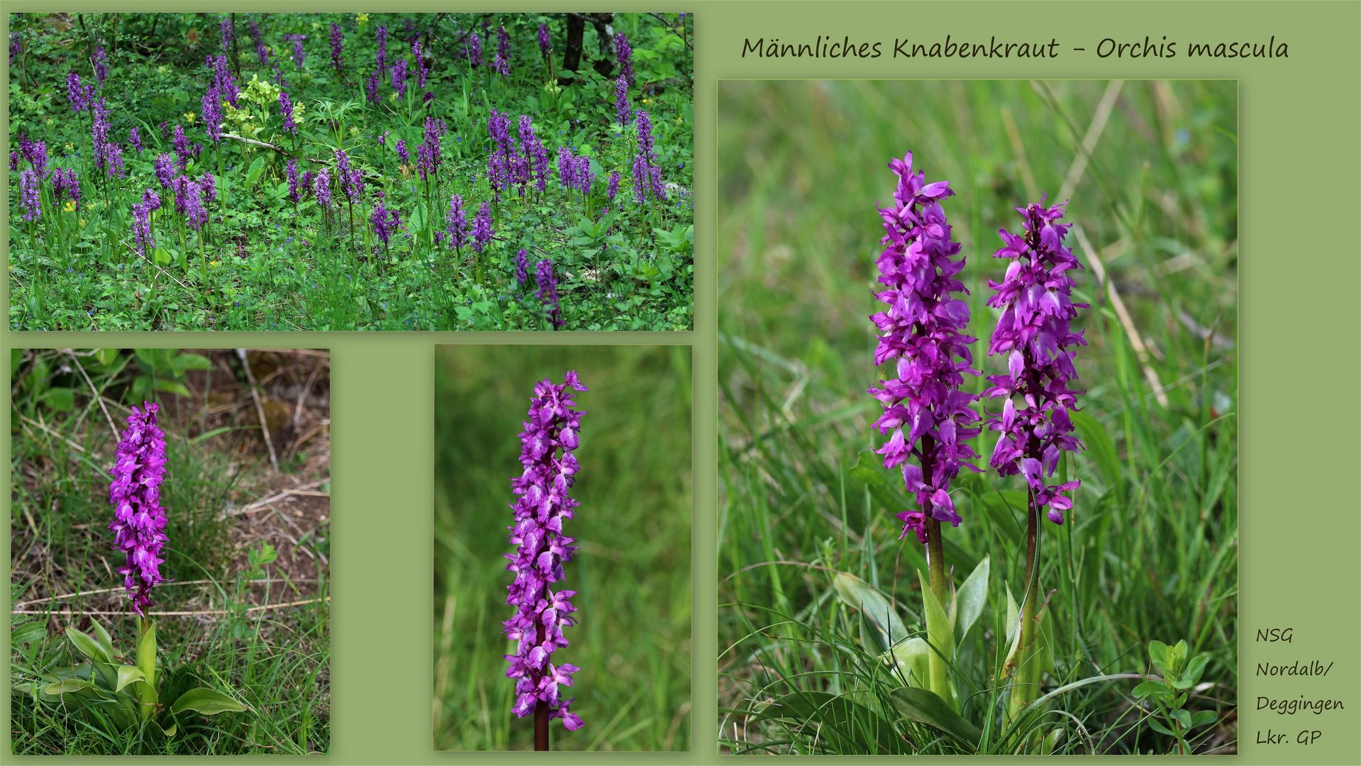 Männliches Knabenkraut (Orchis mascula)