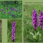 Männliches Knabenkraut (Orchis mascula)