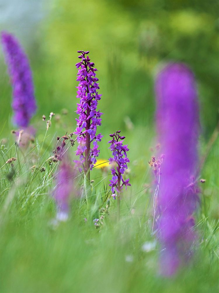 Männliches Knabenkraut, (Orchis mascula)