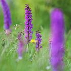 Männliches Knabenkraut, (Orchis mascula)