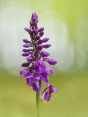 Männliches Knabenkraut (Orchis mascula)