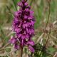 Mnnliches Knabenkraut (orchis mascula)