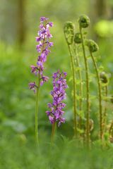 Männliches Knabenkraut, Orchis mascula