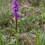 Männliches Knabenkraut (Orchis mascula)