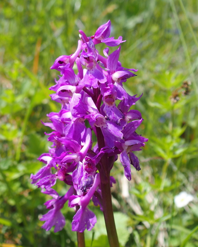 Männliches Knabenkraut 'Orchis mascula'