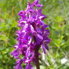 Männliches Knabenkraut 'Orchis mascula'