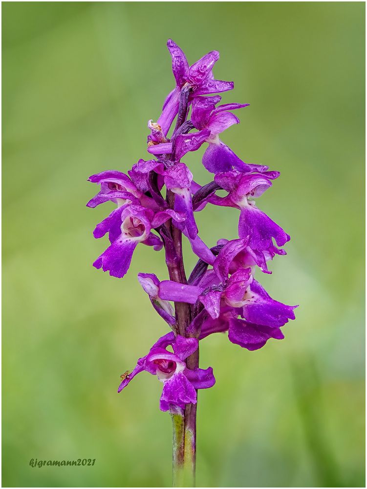 männliches knabenkraut (orchis mascula subsp. mascula) ....