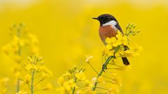 männliches Schwarzkehlchen | Saxicola rubicola ...