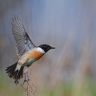 männliches Schwarzkehlchen | Saxicola rubicola