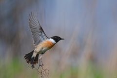 männliches Schwarzkehlchen | Saxicola rubicola