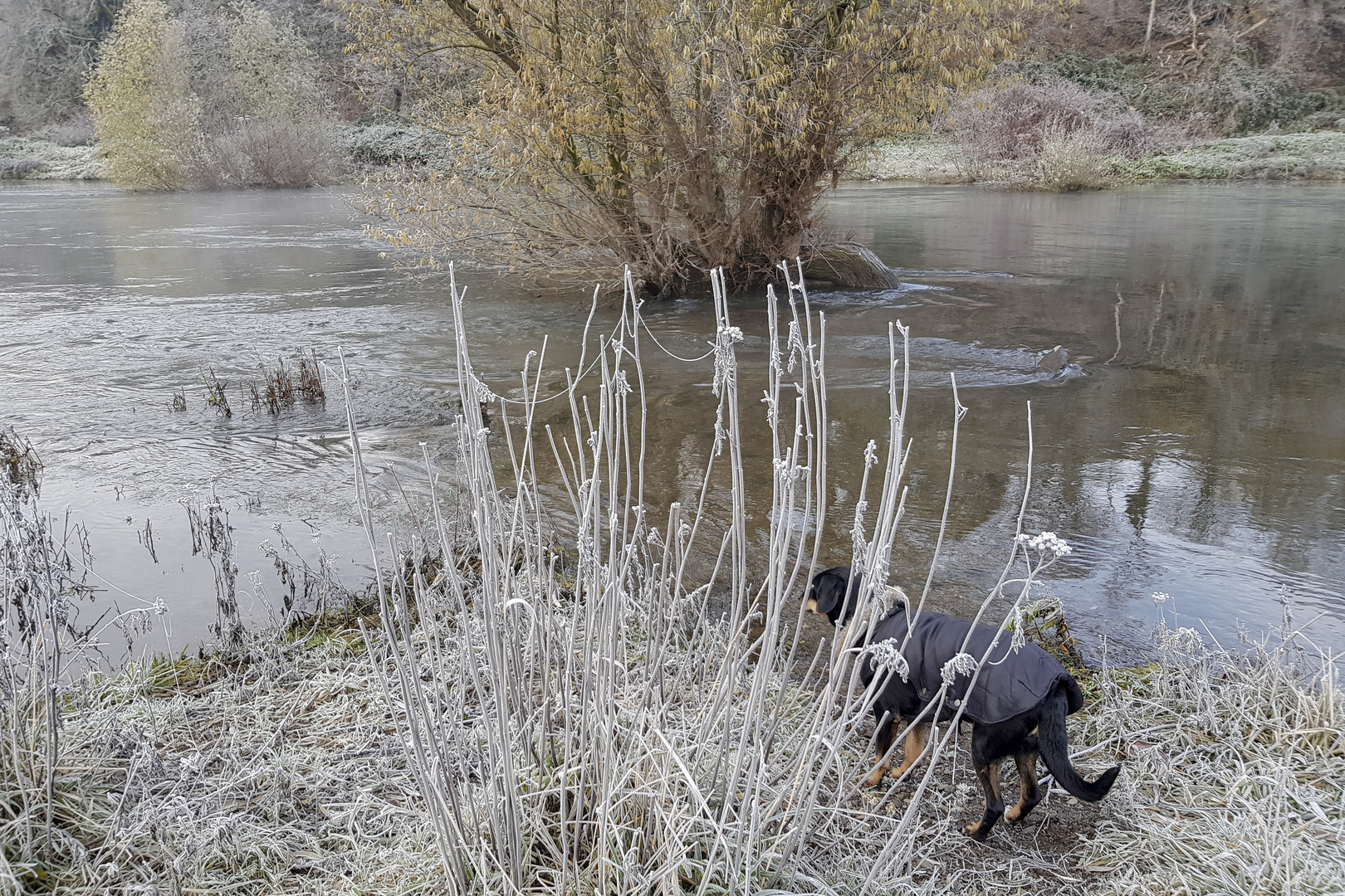 Mäntelchen sei Dank: Hund erfährt Ruhrfrost mit Gleichmut.