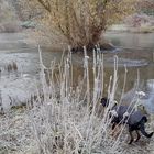 Mäntelchen sei Dank: Hund erfährt Ruhrfrost mit Gleichmut.