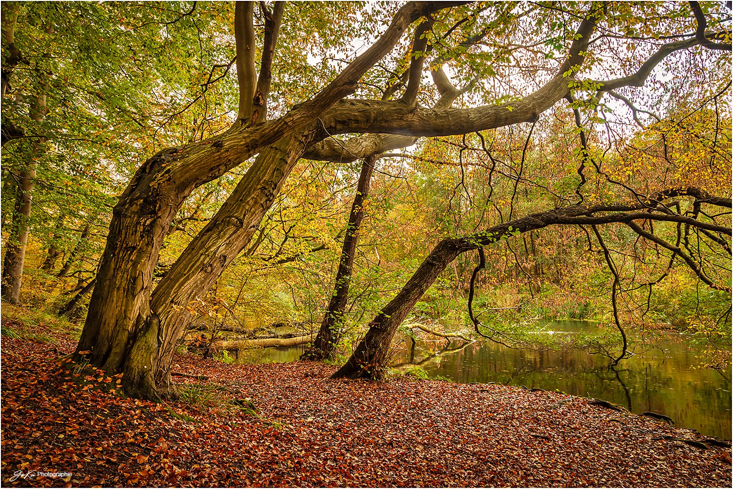 märchehafter Herbstwald