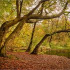 märchehafter Herbstwald