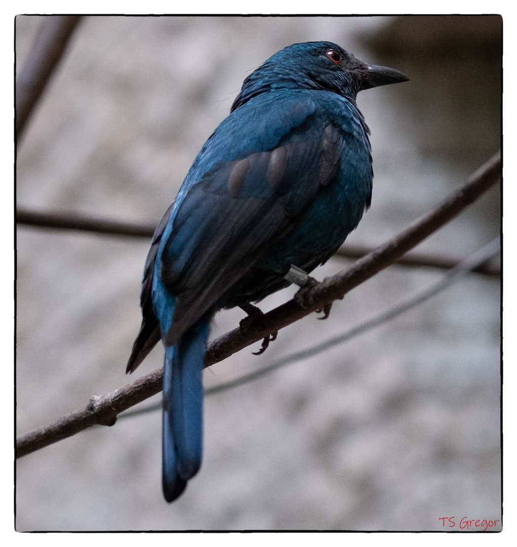 Märchen Bluebird