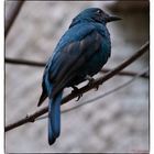 Märchen Bluebird