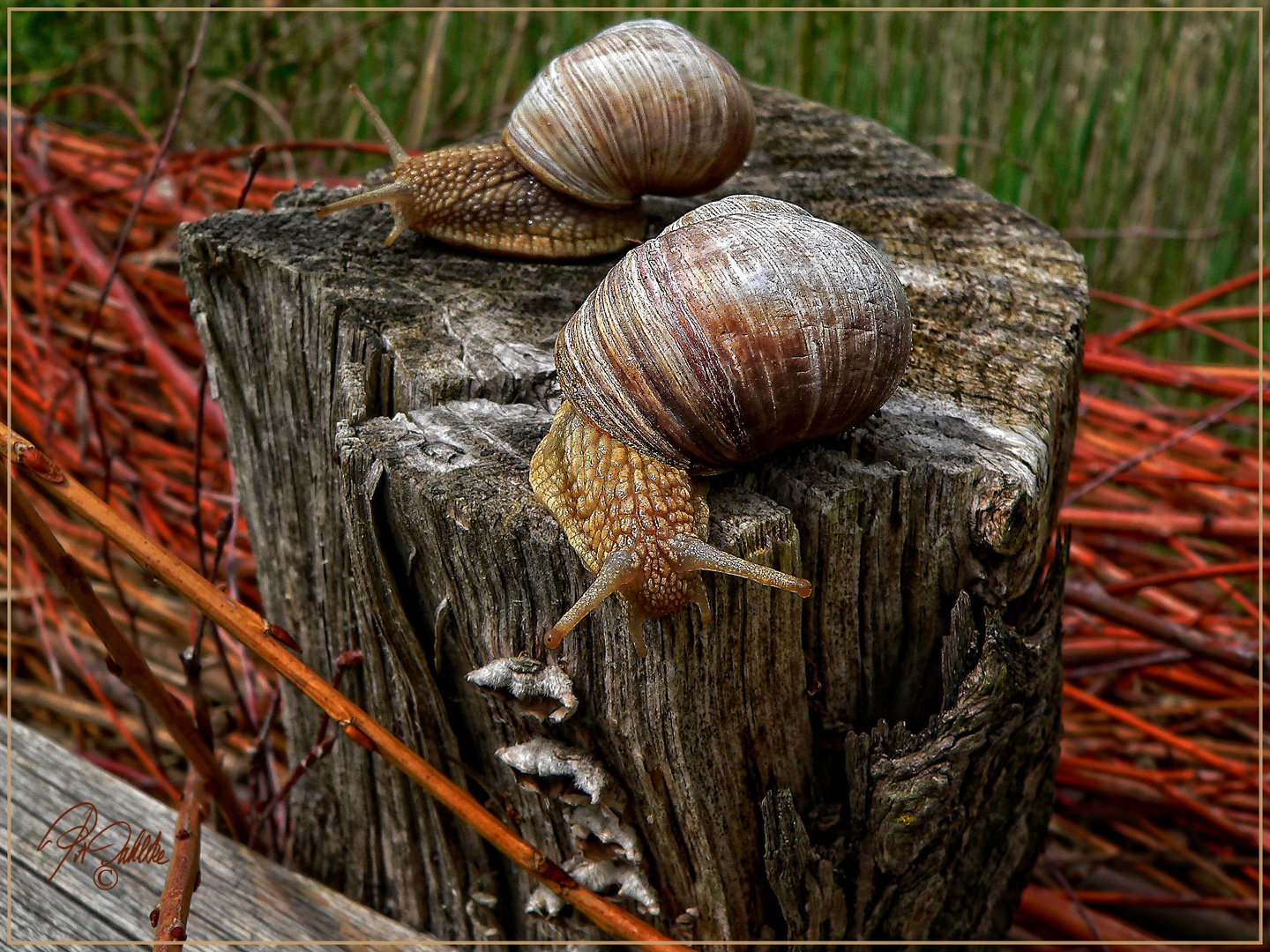 MÄRCHEN - Gespräch 2er Weinbergschnecken 