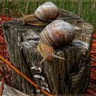 MÄRCHEN - Gespräch 2er Weinbergschnecken 