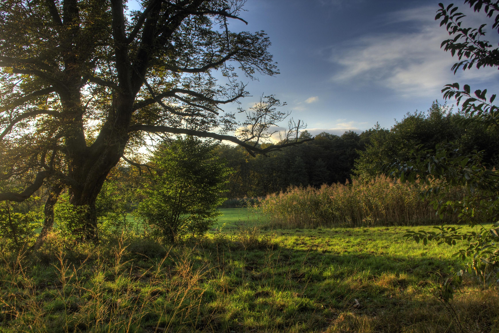 Märchen-Urwald-Lichtung